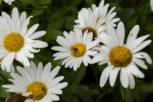 Decoding Massachusetts’ Enduring Legal Framework