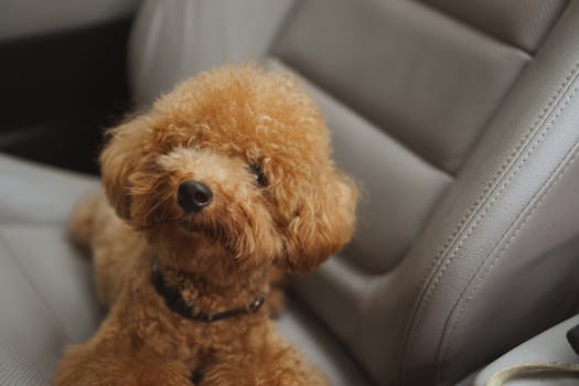Unlocking Your Toy Poodle’s Best Health: Beyond the Cute Factor