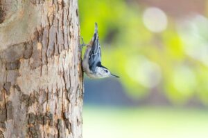 Beyond the Myth: Decoding Common Law Marriage in Pennsylvania